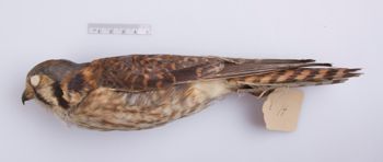 Media type: image;   Ornithology 291678